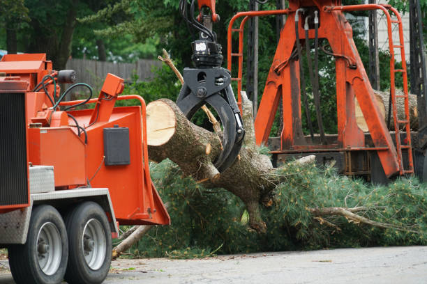 Trusted Dickson City, PA Tree Service Experts